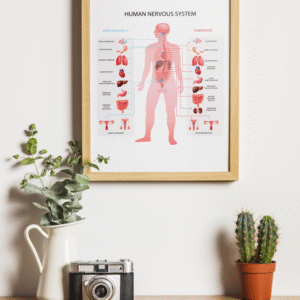 Tableau du système nerveux humain #0137