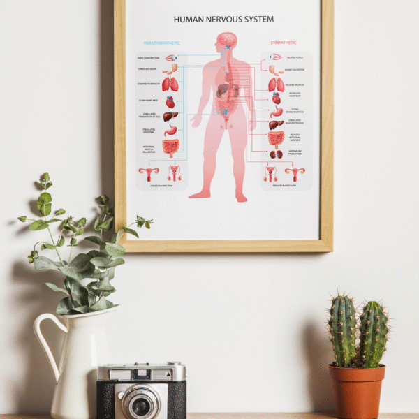 Tableau du système nerveux humain #0137