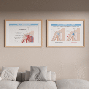 Set de 2 tableaux d'anatomie de l'épaule #0203