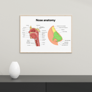 Tableau de l'anatomie du nez #0120