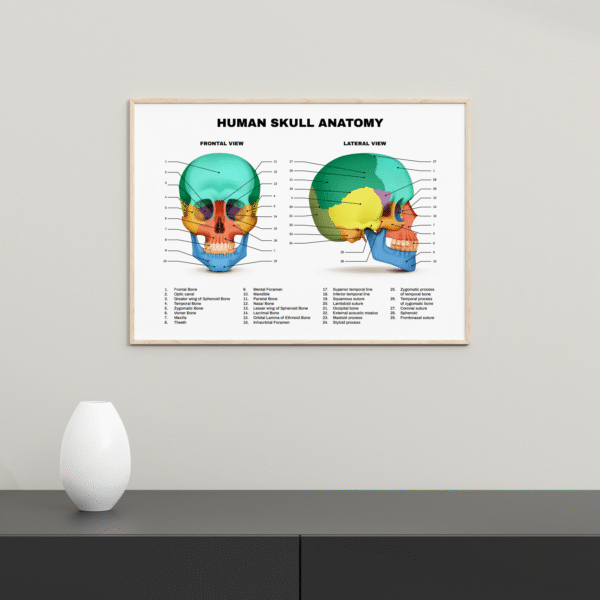 Tableau de l'anatomie du crâne humain #0116