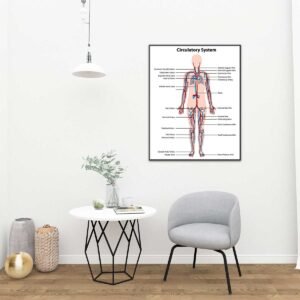 Tableau du système circulatoire #0142