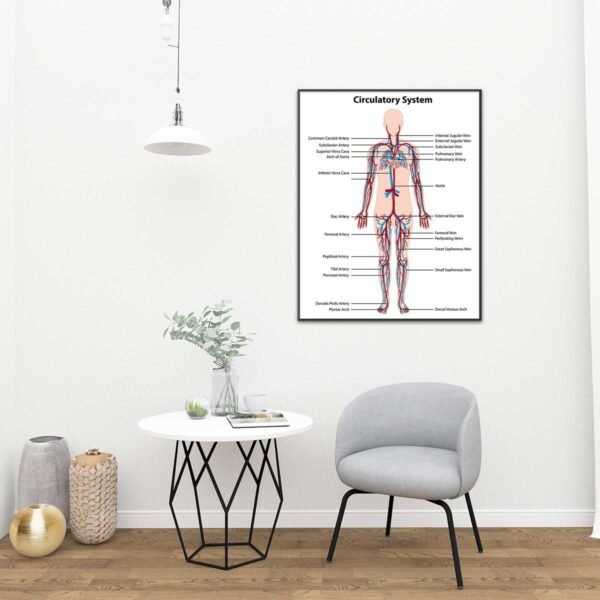 Tableau du système circulatoire #0142